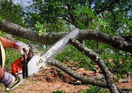 How Our Tree Care Process Works  in Center Point, NM