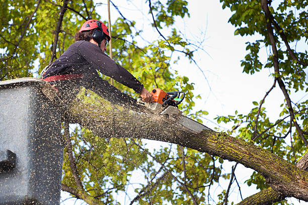 Center Point, NM Tree Services Company